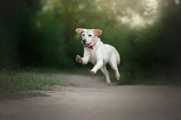 Şirin Köpek Yavrusu Labrador Eğlenceli Mutlu Köpek Yürüyüşe — Stok fotoğraf