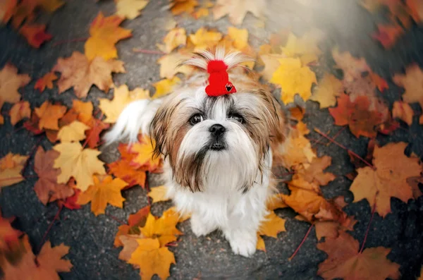 Shih Tzu Schattig Puppy Expressieve Kijken Mooi Portret — Stockfoto