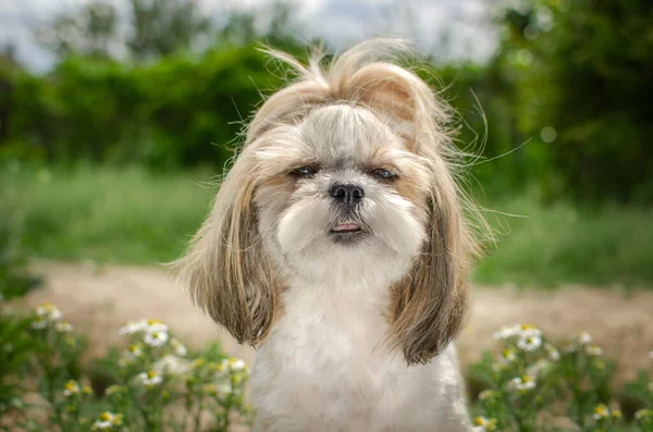 Shih Tzu Lindo Cachorro Expresivo Mirada Encantador Retrato —  Fotos de Stock