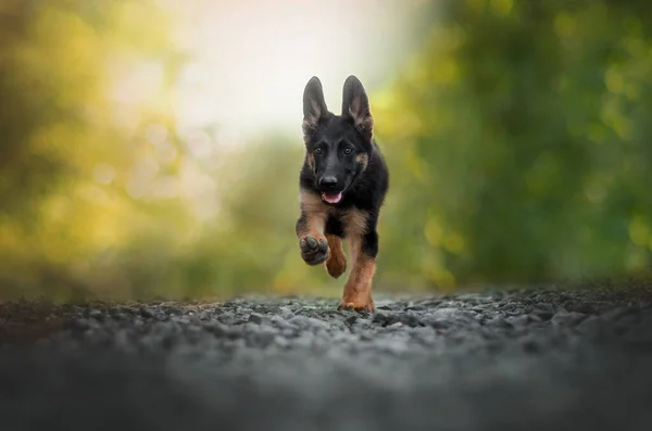 Tatlı Alman Çoban Köpeği Gün Batımında Yürüyor — Stok fotoğraf