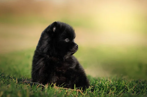 Lindo Pequeño Spitz Cachorro Encantador Retrato Sobre Fondo Verde — Foto de Stock