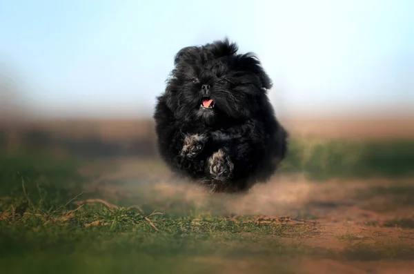 Shih Tzu Köpek Güzel Portre Komik Yürüyüş Dışarıda Güzel Arka — Stok fotoğraf