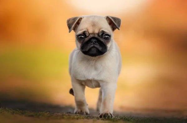 Pug Puppy Teplý Jarní Pes Portrét — Stock fotografie