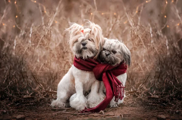 Shih Tzu Lindo Cachorro Expresivo Mirada Encantador Retrato —  Fotos de Stock