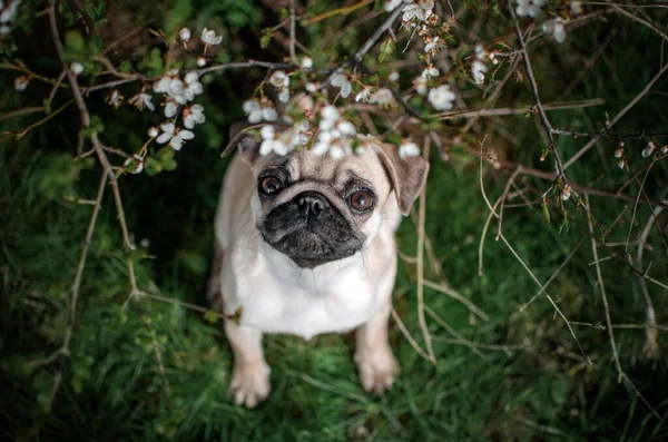 Perrito Divertido Primavera Paseo Hermosa Naturaleza Lindo Perro —  Fotos de Stock