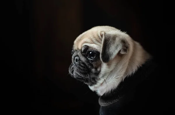 パグ子犬かわいいです赤ん坊美しいですポルノの黒の背景 — ストック写真
