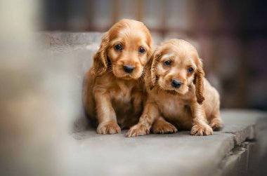 İngiliz cocker spaniel şirin zencefilli köpek yavruları komik fotoğraf etkileyici güzel portre