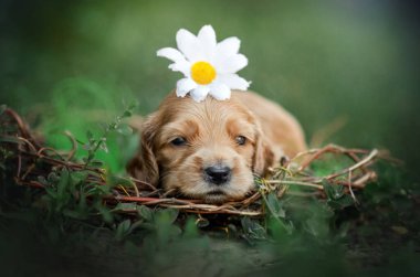 İngiliz cocker spaniel şirin zencefilli köpek yavruları komik fotoğraf etkileyici güzel portre