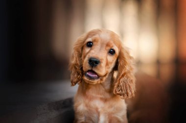 İngiliz cocker spaniel dog şirin yavru köpek sevimli portre sihirli günbatımı portakal