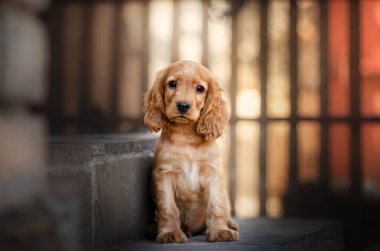 İngiliz cocker spaniel dog şirin yavru köpek sevimli portre sihirli günbatımı portakal