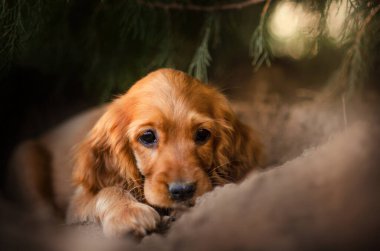 İngiliz cocker spaniel dog şirin yavru köpek sevimli portre sihirli günbatımı portakal