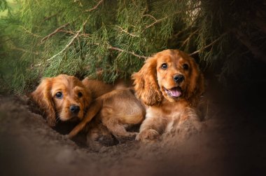 İngiliz cocker spaniel dog şirin yavru köpek sevimli portre sihirli günbatımı portakal