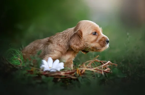 英式小猎犬可爱的生姜小狗有趣的照片表现出色的肖像 — 图库照片