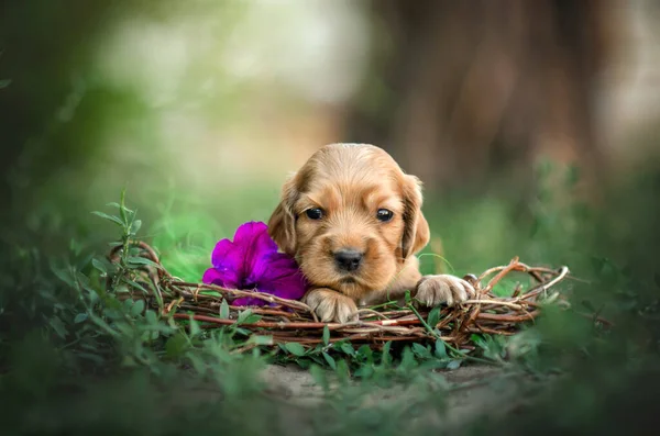 英式小猎犬可爱的生姜小狗有趣的照片表现出色的肖像 — 图库照片