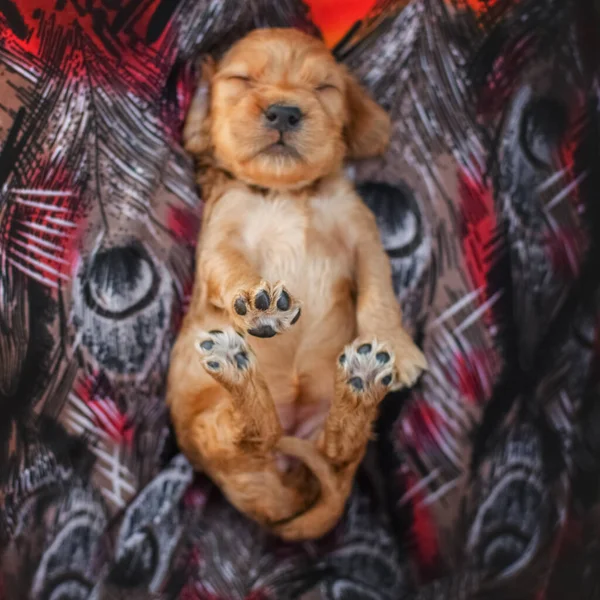English Cocker Spaniel Cute Ginger Puppies Funny Photo Expressive Look — Stock Photo, Image