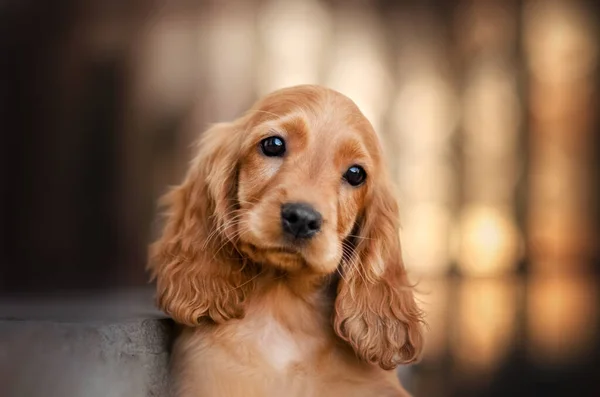 Nederlands Cocker Spaniel Hond Schattig Puppy Mooi Portret Magisch Licht — Stockfoto