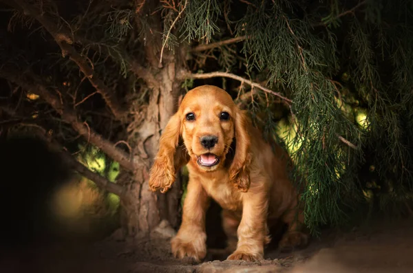 Inglês Cocker Spaniel Cão Bonito Cachorrinho Lindo Retrato Mágico Luz — Fotografia de Stock