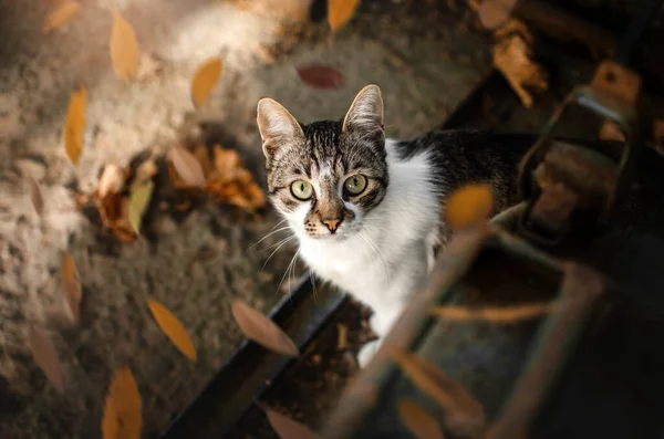 Kat Kijkt Naar Het Midden Van Het Frame Een Herfstportret — Stockfoto