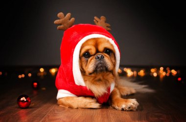 Pekin 'li köpek stüdyosu fotoğrafçısı. Evcil hayvan portresi.
