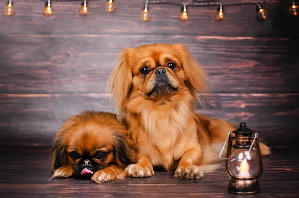 pekingese dog studio photo pet cute portrait beautiful light