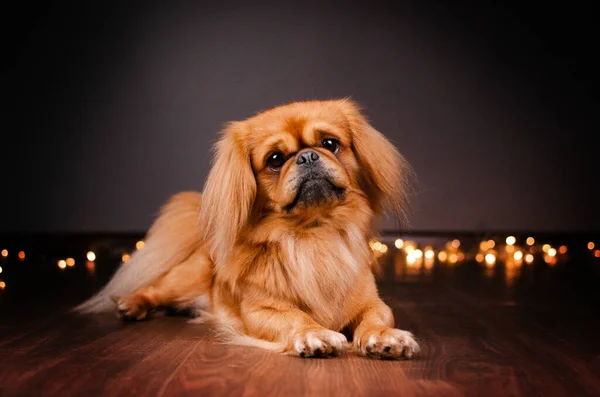 Pekingese Dog Studio Photo Pet Cute Portrait Beautiful Light — Stock Photo, Image
