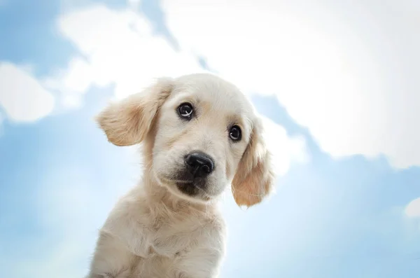 Golden Retriever Pies Słodkie Szczeniak Śmieszne Zdjęcie Zwierzak — Zdjęcie stockowe