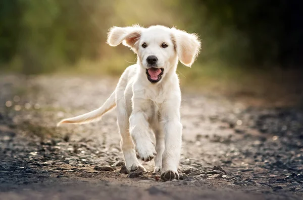 Golden Retriever Perro Lindo Cachorro Divertido Foto Mascota —  Fotos de Stock