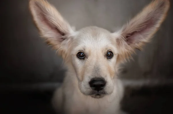 Golden Retriever Köpeği Şirin Köpek Yavrusu Komik Fotoğraf Evcil Hayvanı — Stok fotoğraf