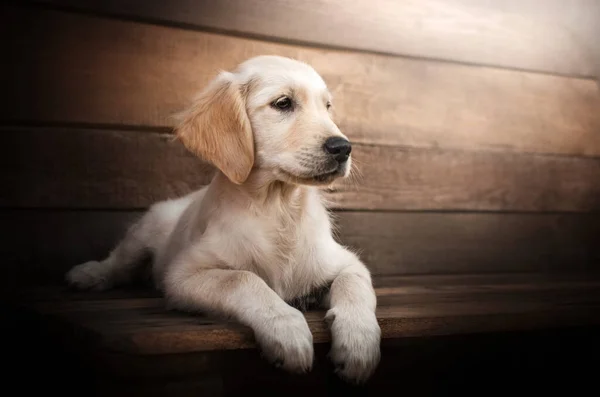Golden Retriever Cão Bonito Cachorrinho Engraçado Foto Animal Estimação — Fotografia de Stock