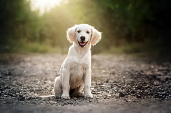Golden Retriever Köpeği Şirin Köpek Yavrusu Komik Fotoğraf Evcil Hayvanı — Stok fotoğraf