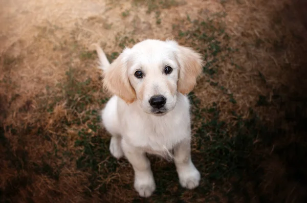 Golden Retriever Hund Süße Welpen Lustige Foto Haustier — Stockfoto