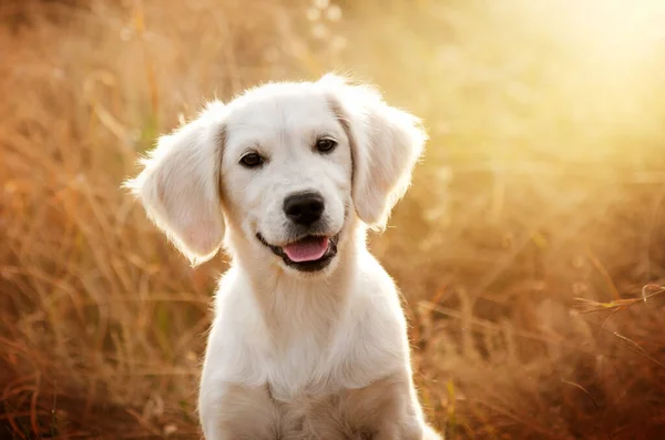 Zlatý Retrívr Pes Roztomilý Štěně Legrační Foto Pet — Stock fotografie