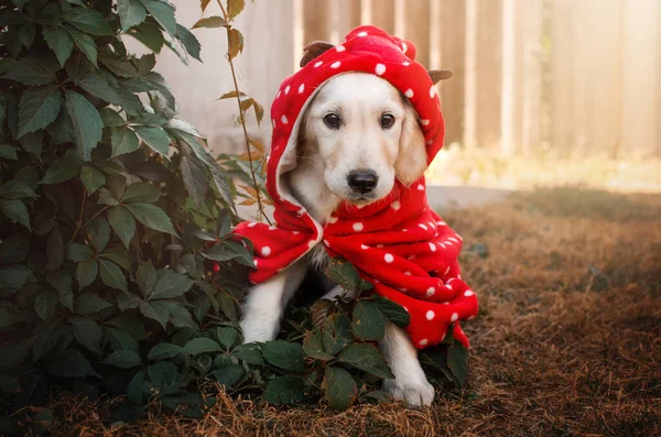 Χρυσό Σκυλί Retriever Χαριτωμένο Κουτάβι Αστεία Φωτογραφία Κατοικίδιο Ζώο — Φωτογραφία Αρχείου