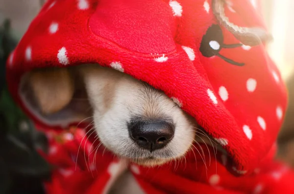 Golden Retriever Hond Schattig Puppy Grappig Foto Huisdier — Stockfoto