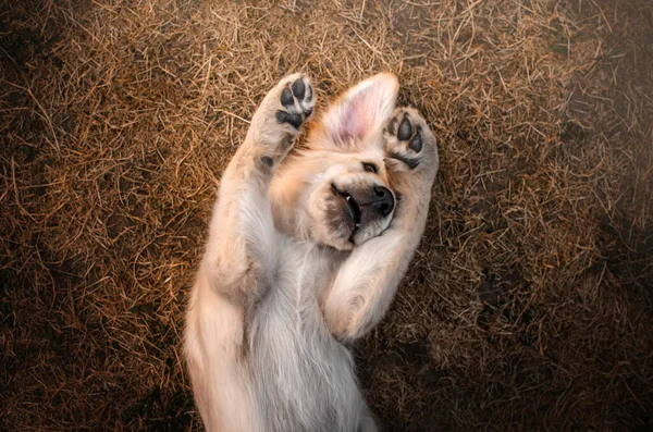 Golden Retriever Cão Bonito Cachorrinho Engraçado Foto Animal Estimação — Fotografia de Stock