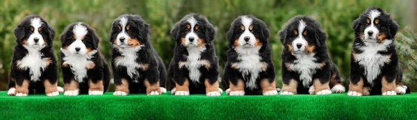 Милые Групповые Фото Щенков Бернских Горных Собак Зеленом Фоне — стоковое фото
