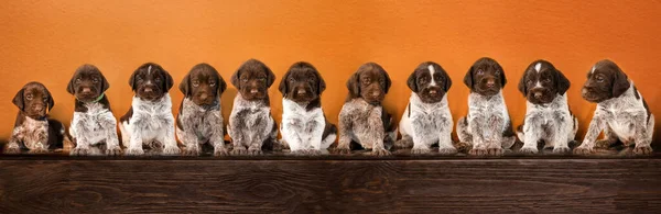 cute group photo of drathaar puppies