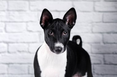 Beyaz arka plandaki stüdyo fotoğrafçılarının sevimli köpek portresi.