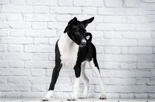 Basenji Cão Bonito Cachorro Retrato Fundo Branco Estúdio Foto Animais — Fotografia de Stock