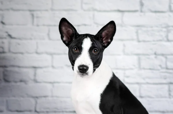 白背景のスタジオで可愛い子犬のポートレート — ストック写真