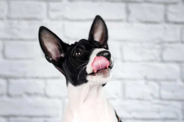 Basenji Hond Schattig Puppy Portret Witte Achtergrond Studio Foto Huisdieren — Stockfoto