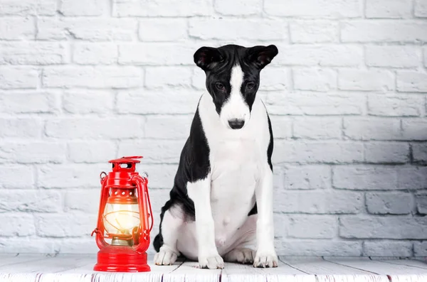 Beyaz Arka Plandaki Stüdyo Fotoğrafçılarının Sevimli Köpek Portresi — Stok fotoğraf
