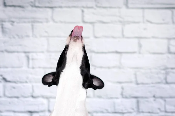 Basenji Σκυλάκι Χαριτωμένο Κουτάβι Πορτρέτο Λευκό Φόντο Στούντιο Φωτογραφία Κατοικίδια — Φωτογραφία Αρχείου