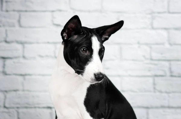 Basenji Perro Lindo Cachorro Retrato Blanco Fondo Estudio Foto Mascotas — Foto de Stock