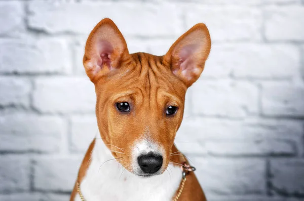 白背景のスタジオで可愛い子犬のポートレート — ストック写真