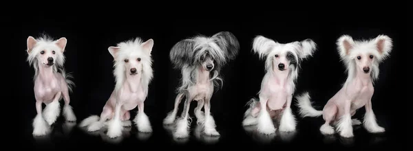 Čínský Chocholatý Pes Portrét Černém Pozadí Pes Strana Mnoho Štěňat — Stock fotografie