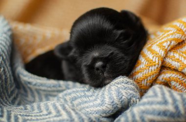 Parlak arka planda küçük yavru köpeklerin yeni doğan fotoğraf seansı. Evcil hayvanlar uyuyor.