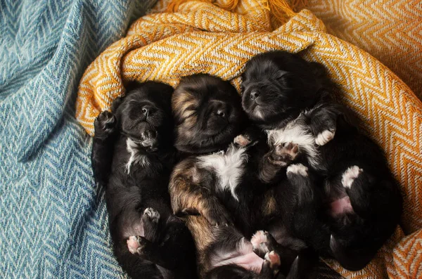 Újszülött Fotózás Kiskutyák Fényes Háttér Háziállatok Alszik — Stock Fotó