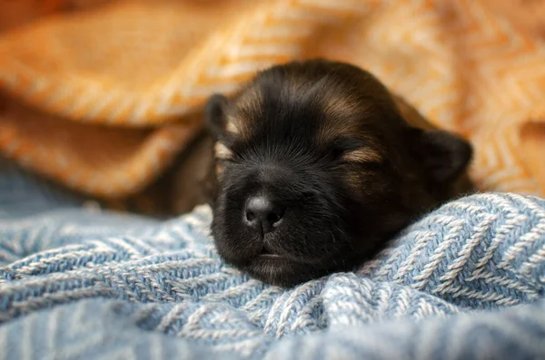 Parlak arka planda küçük yavru köpeklerin yeni doğan fotoğraf seansı. Evcil hayvanlar uyuyor.