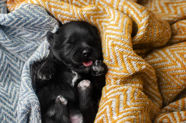 Parlak arka planda küçük yavru köpeklerin yeni doğan fotoğraf seansı. Evcil hayvanlar uyuyor.